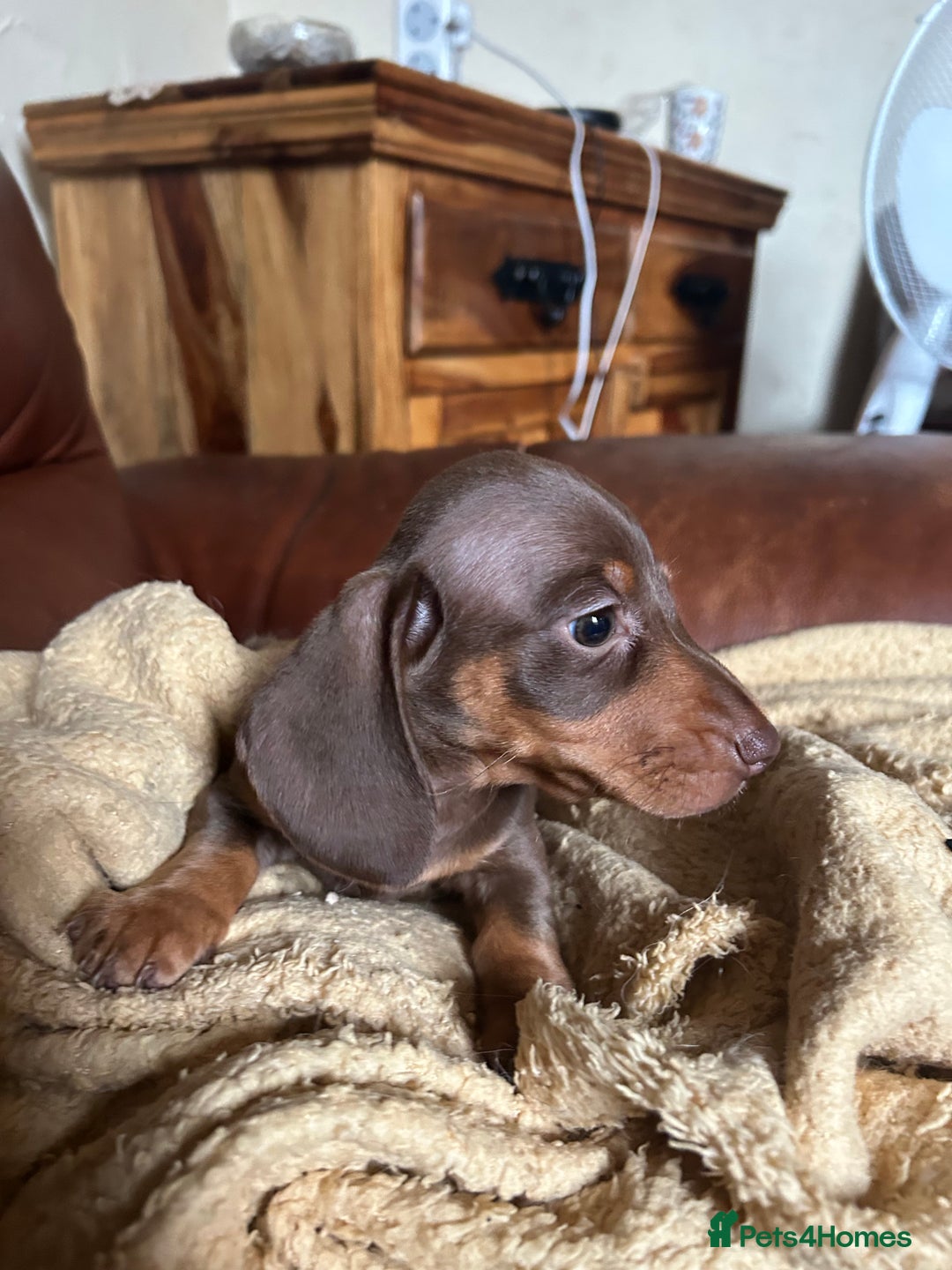 Miniature Dachshund dogs for sale: Miniature dachshund puppies  - Image 8