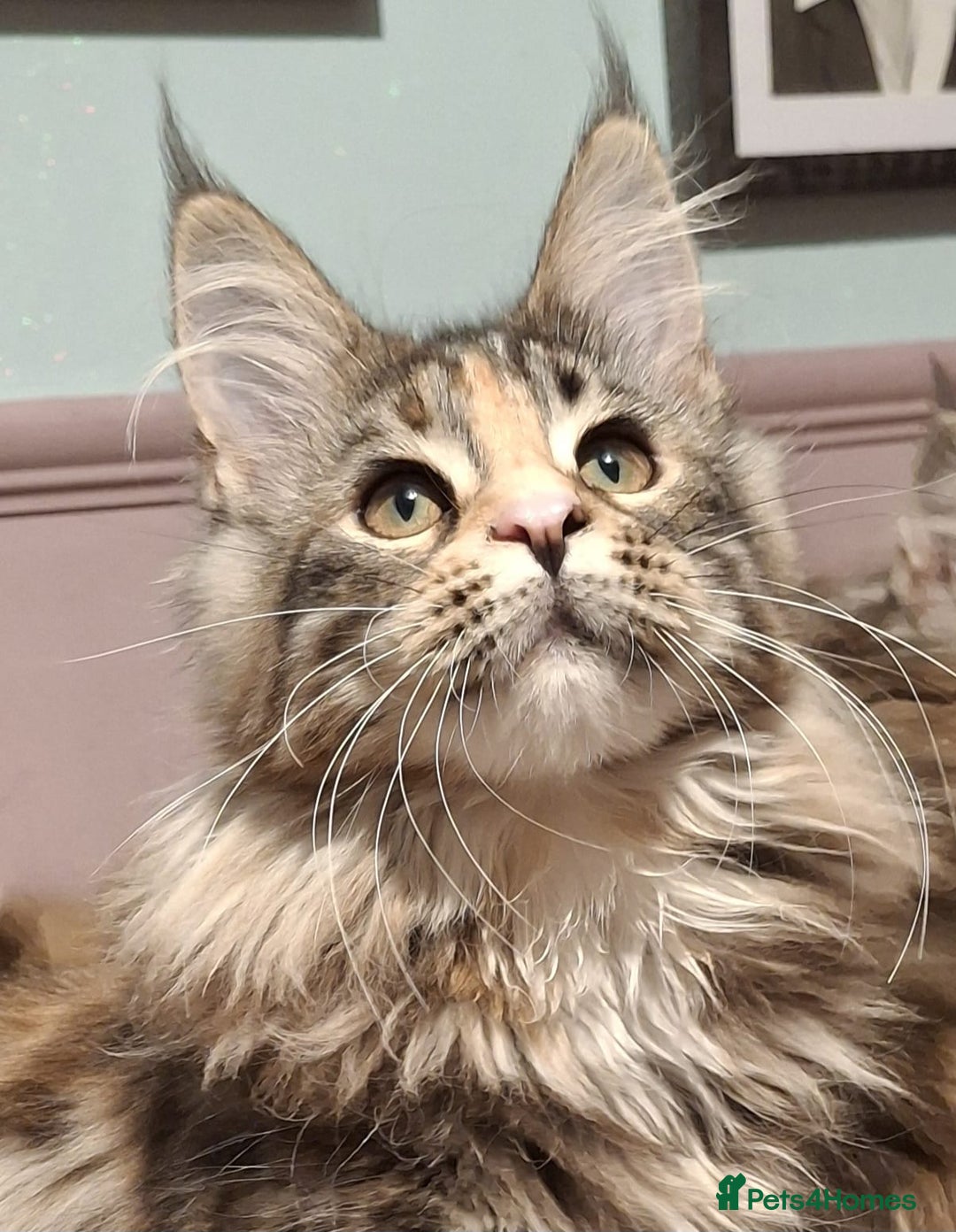 Maine Coon cats for sale: Beautiful torbie Maine Coon girls - Advert 18