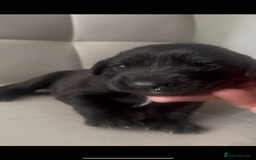 Labrador Retriever dogs for sale: Gorgeous Labrador puppies.  - Image 12