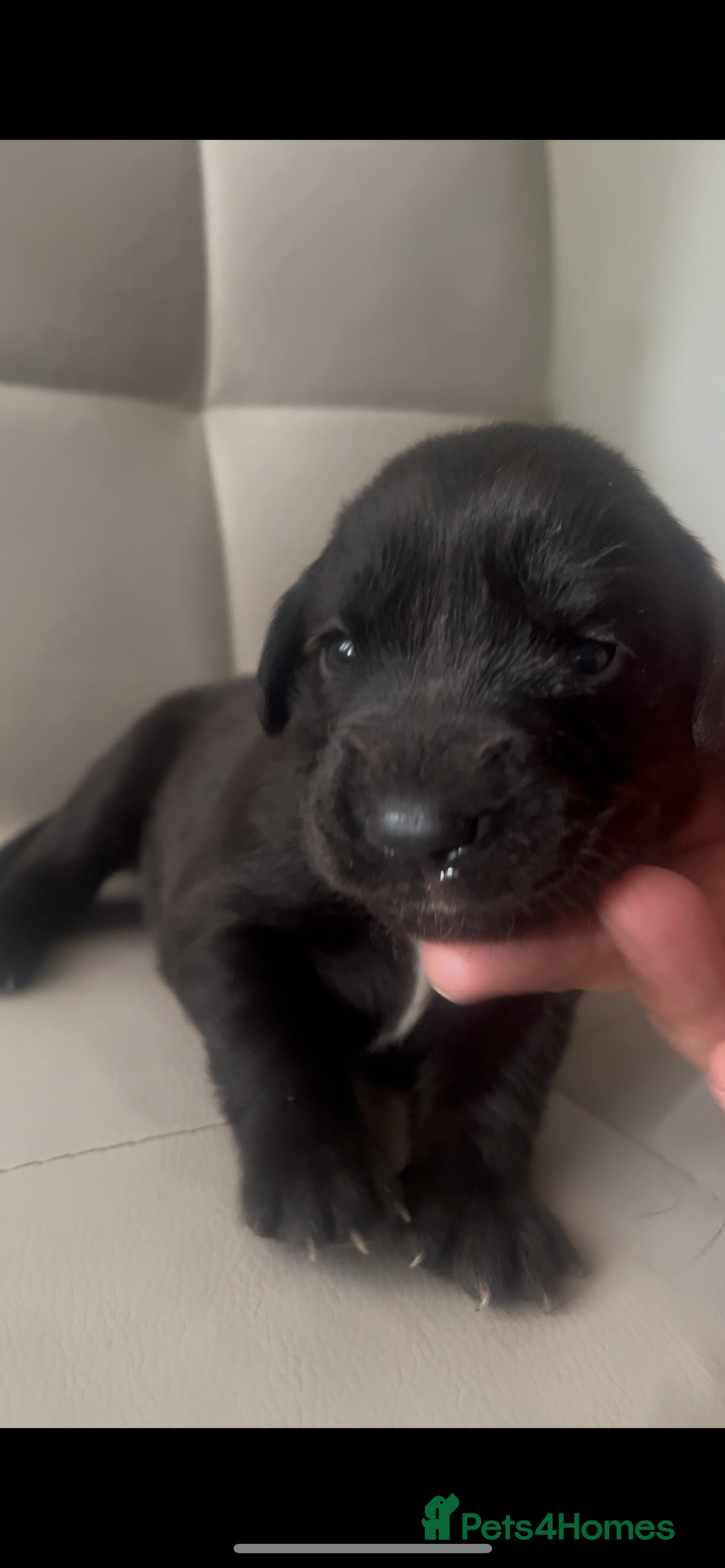 Labrador Retriever dogs for sale: Gorgeous Labrador puppies.  - Image 12