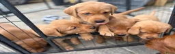 Labrador Retriever dogs for sale: KC registered fox red working line Labradors - Advert 4