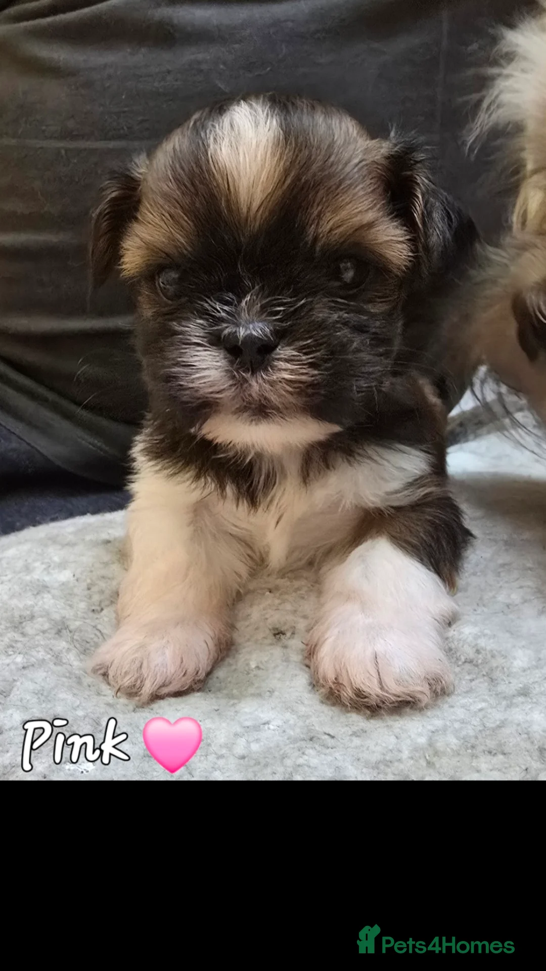 Lhasa Apso dogs for sale: Lhasa Apso Pups For Sale PARENTS PRA4 CLEAR  - Advert 7
