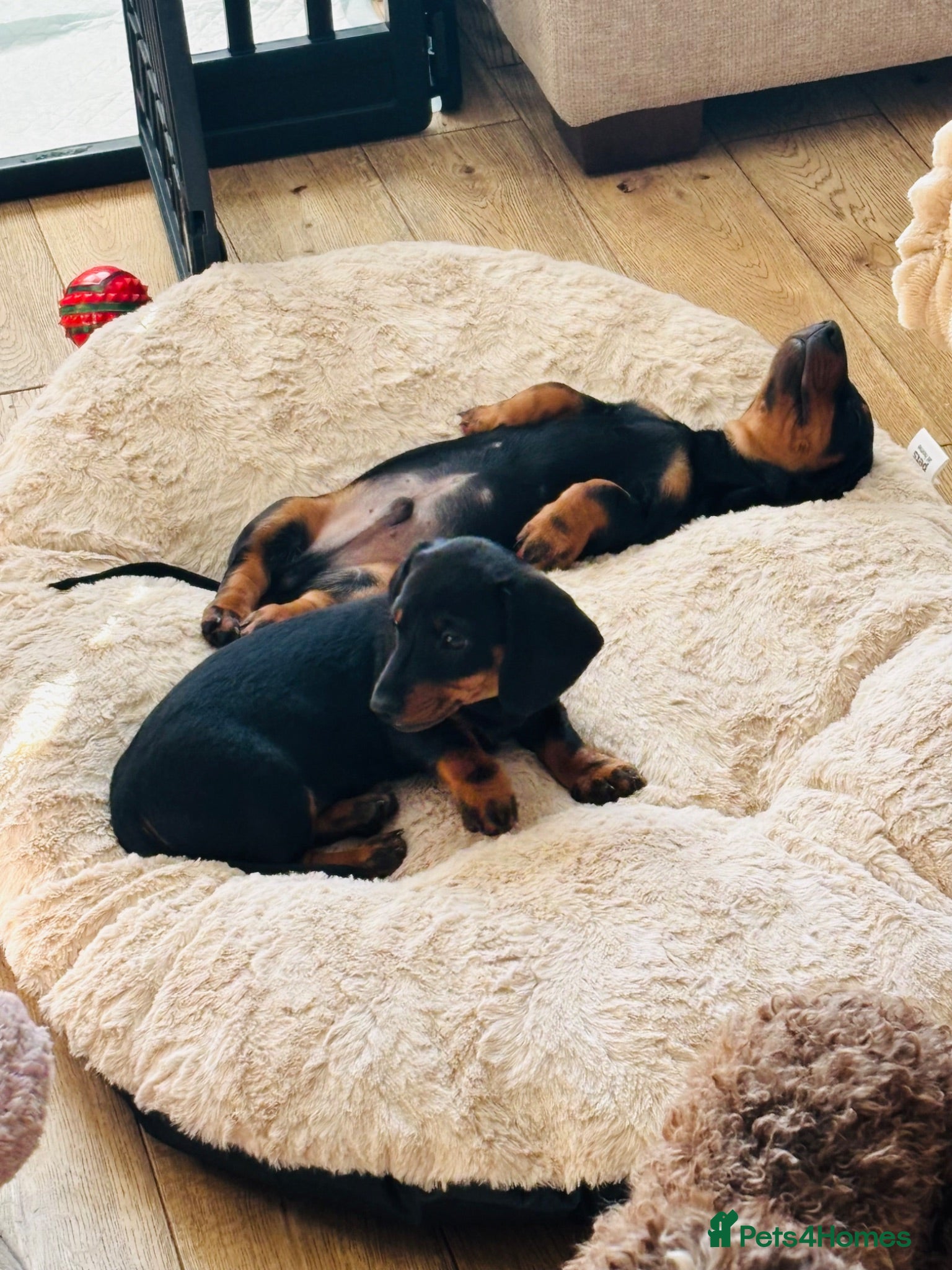Dachshund dogs Doxie Dachshund girl Thelma 10 weeks remaining  - Advert 15