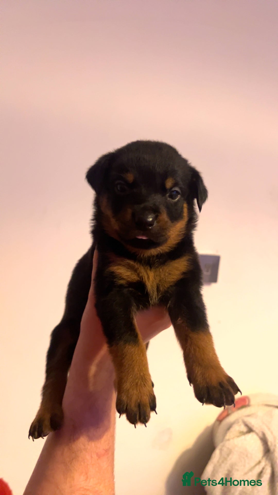 Rottweiler dogs for sale: ⭐ LAST THREE ROTTWEILER PUPPIES LEFT ⭐  - Advert 6