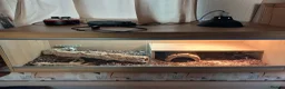Bearded Dragon reptiles for sale: Bearded dragon for sale  in Coventry - Advert 3