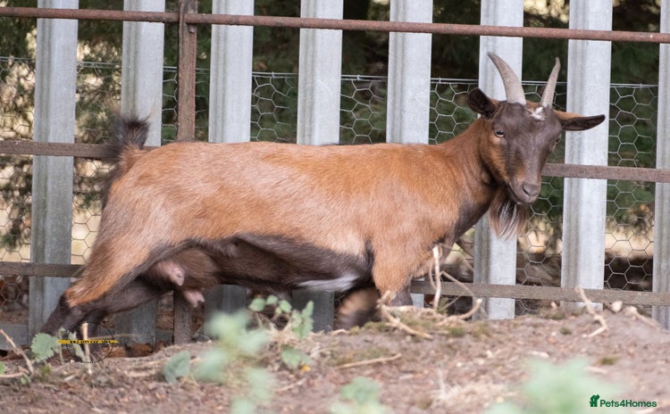 Goats livestock - Advert 1