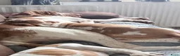 Bracco Italiano dogs for sale: Bracco Italiano puppy girl  - Advert 3