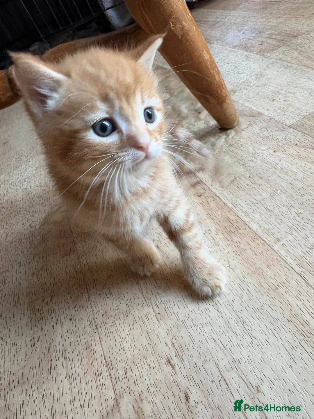 Mixed Breed cats for sale: 5 gorgeous kittens  - Advert 11