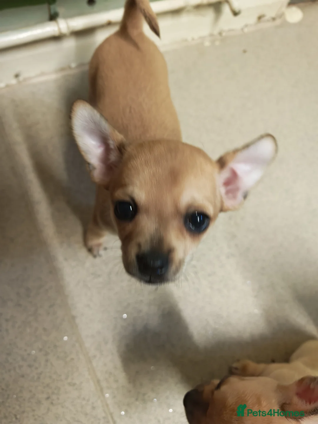 Chihuahua dogs for sale: Chihuahua puppys - Advert 5