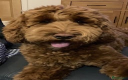 Goldendoodle dogs for sale: Multigenerational Puppies Licensed and Tested  - Image 13