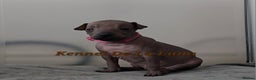 Mexican Hairless dogs for sale: Kc registered Xoloitzcuintle miniature puppies  - Advert 18