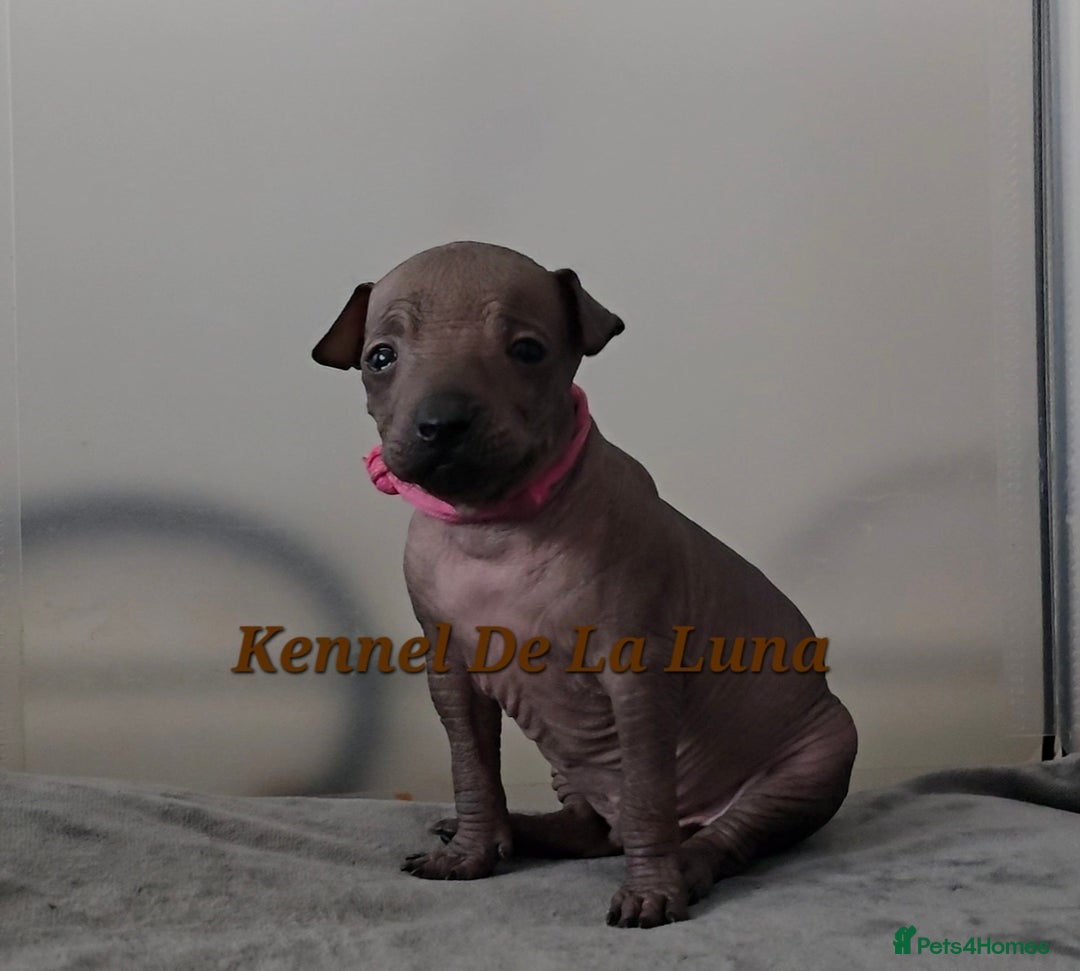Mexican Hairless dogs for sale: Kc registered Xoloitzcuintle miniature puppies  - Advert 18