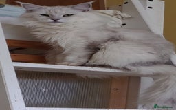 Maine Coon cats for sale: Neutered shaded Princess  - Image 1