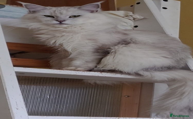 Maine Coon cats - Advert 8