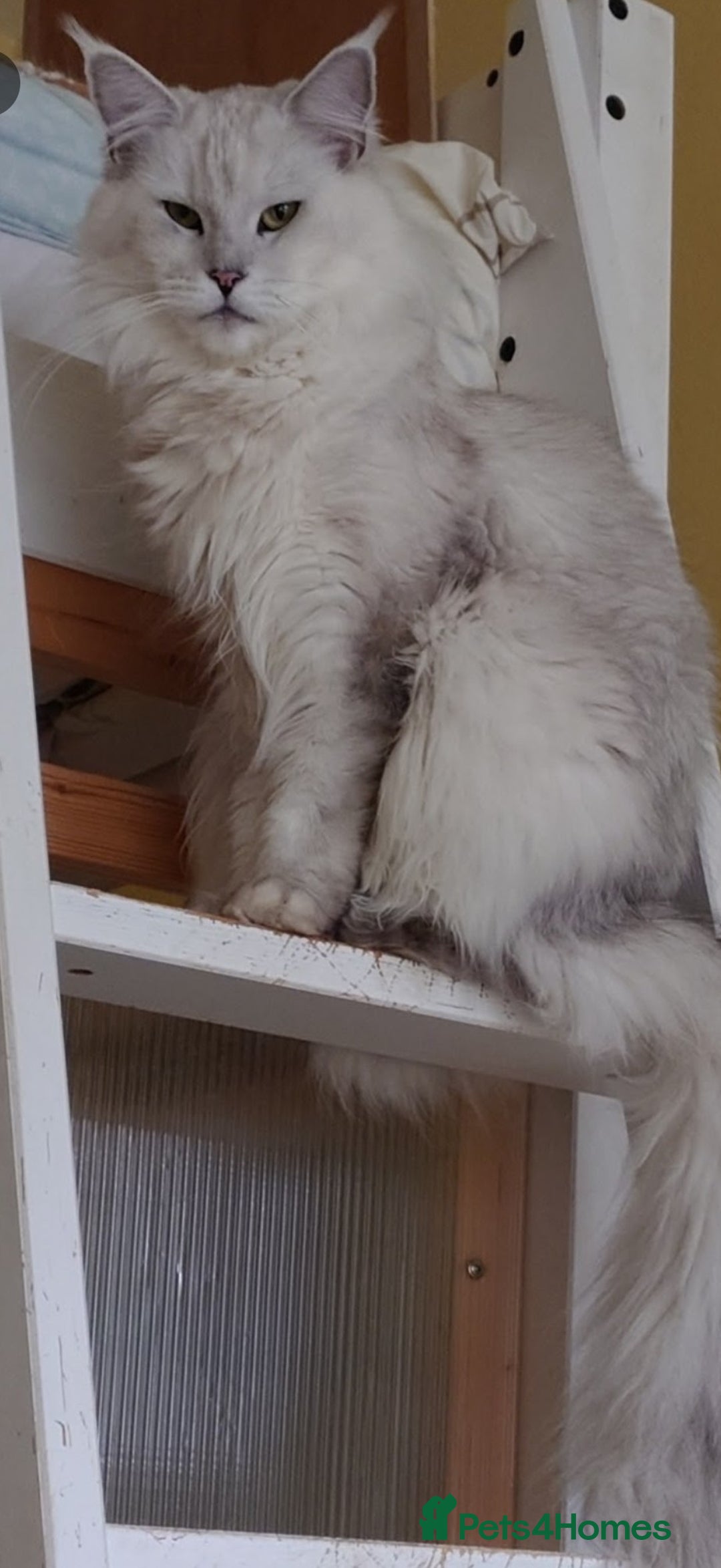 Maine Coon cats for sale: Neutered shaded Princess  - Image 1