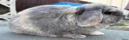 Mini Lop rabbits for sale: Blue Harli vm buck  - Advert 3