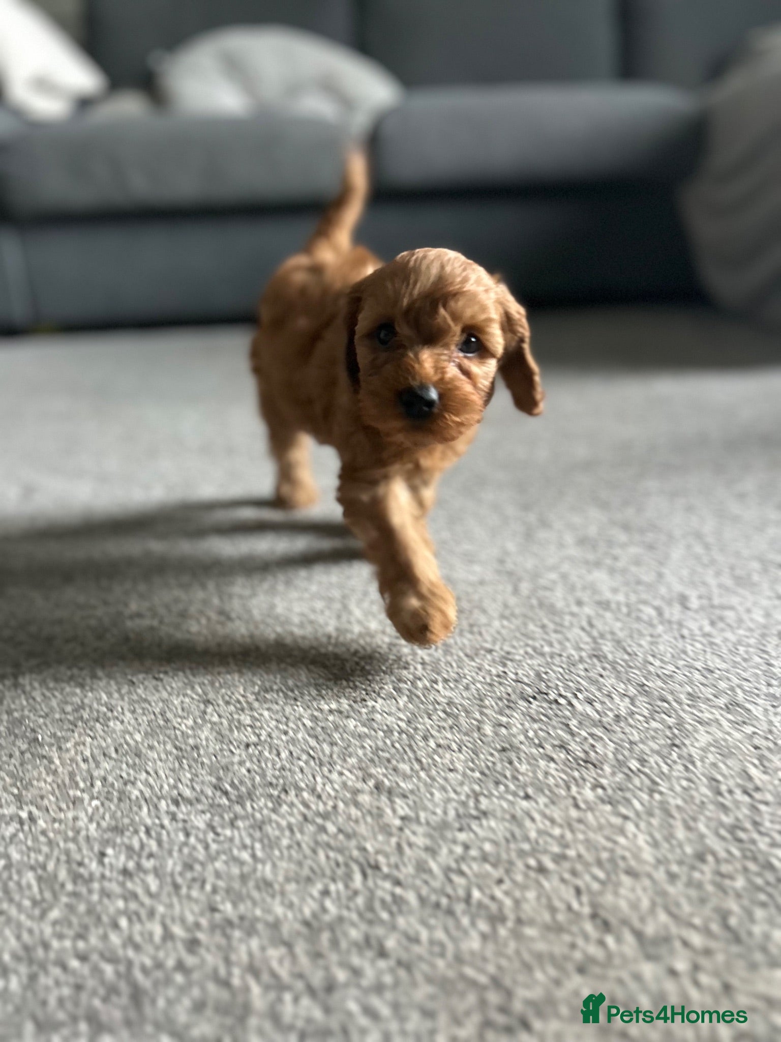 Cockapoo dogs Toy Cockapoo Puppies 1 pup left!  - Advert 18