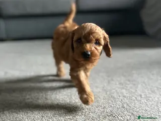 Cockapoo dogs Toy Cockapoo Puppies 1 pup left! - Advert 18