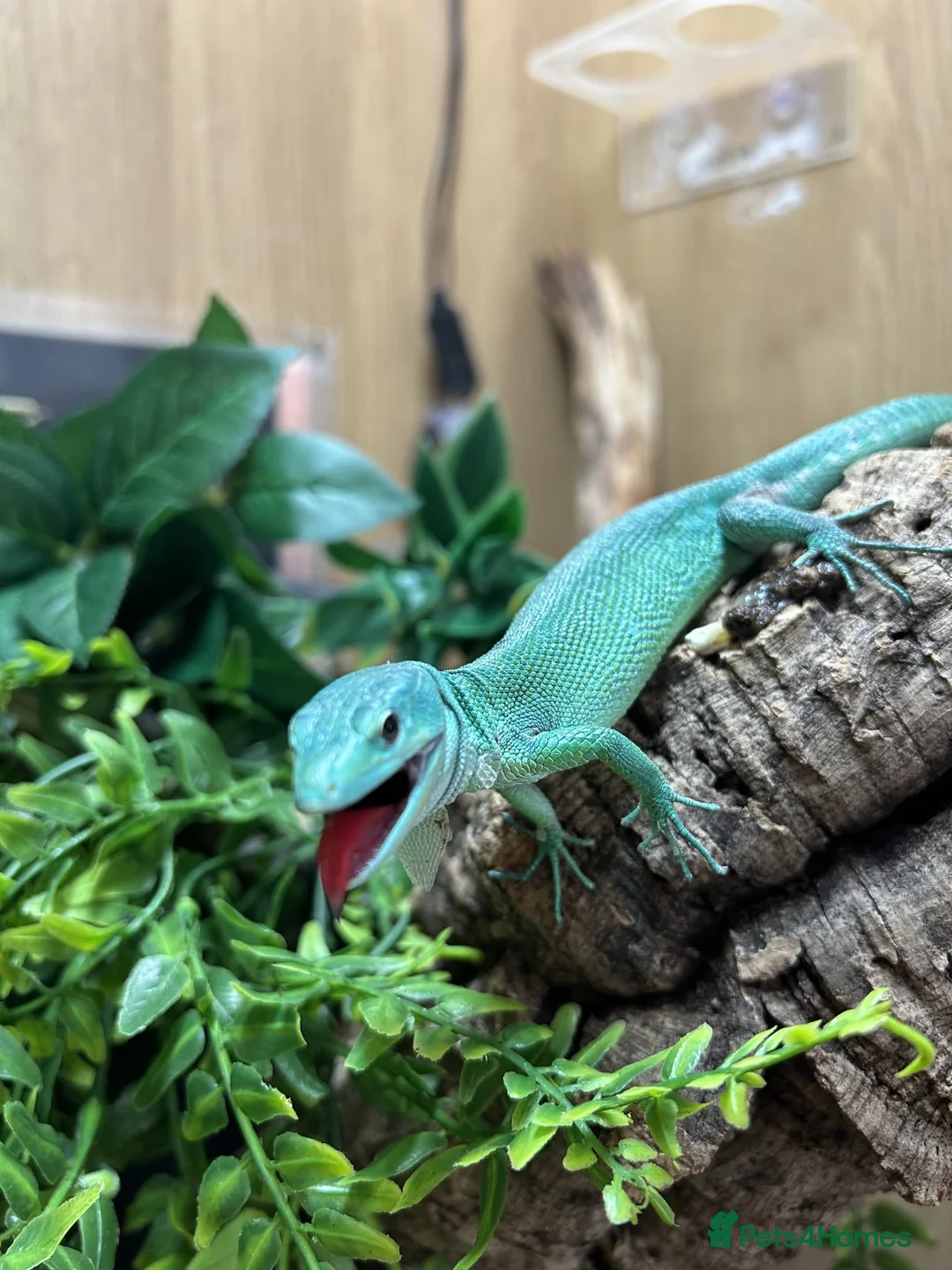 Mixed Breed reptiles for sale: Gargoyle geckos and other reptiles  - Advert 7
