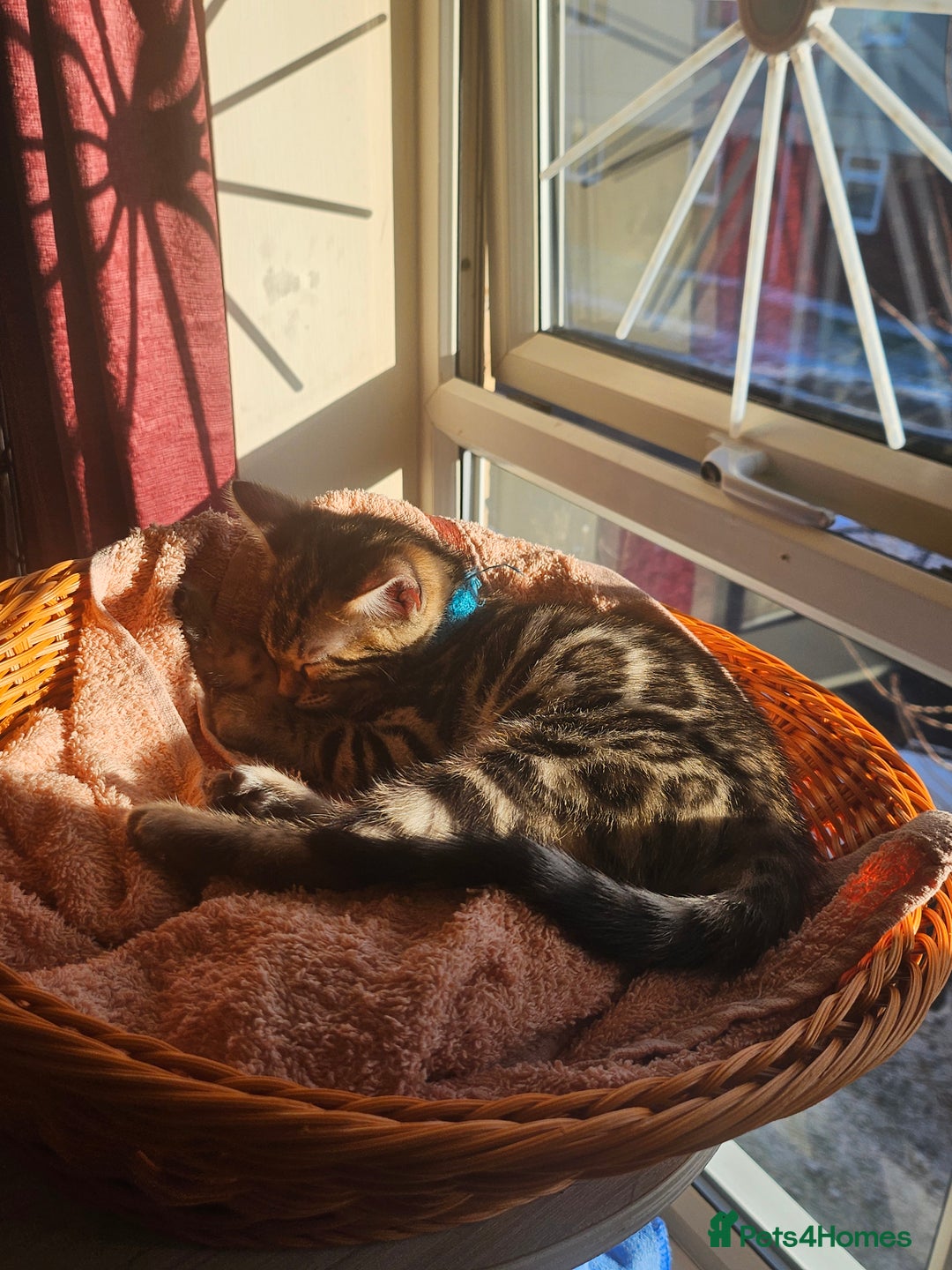 Bengal cats for sale: Active Tica Registered Bengal kittens  - Advert 14