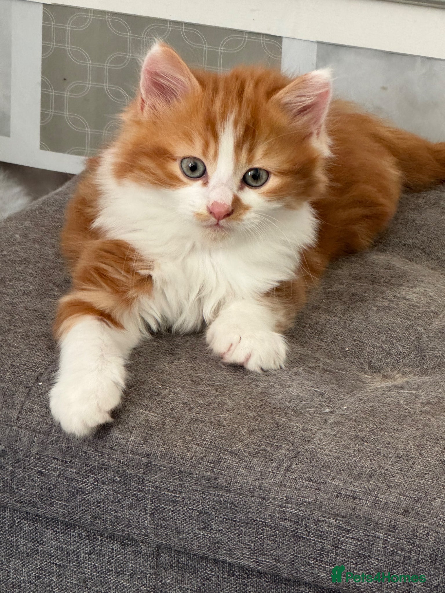 Mixed Breed cats Beautiful ginger and white half Maine coon kitten  - Advert 5