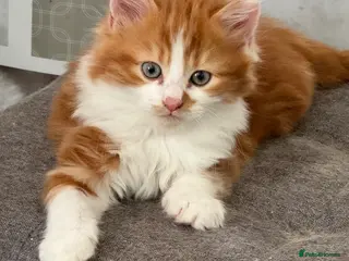 Mixed Breed cats Beautiful ginger and white half Maine coon kitten - Advert 5