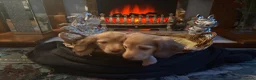 Miniature Dachshund dogs for sale: Champion Line KC Mini Longhair Dachshund Pups - Advert 7