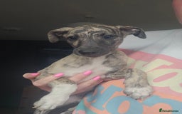 Whippet dogs for sale: ✅️ Ready to leave - KC whippets 🧡 - Image 1