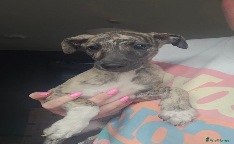 Whippet dogs - Advert 4