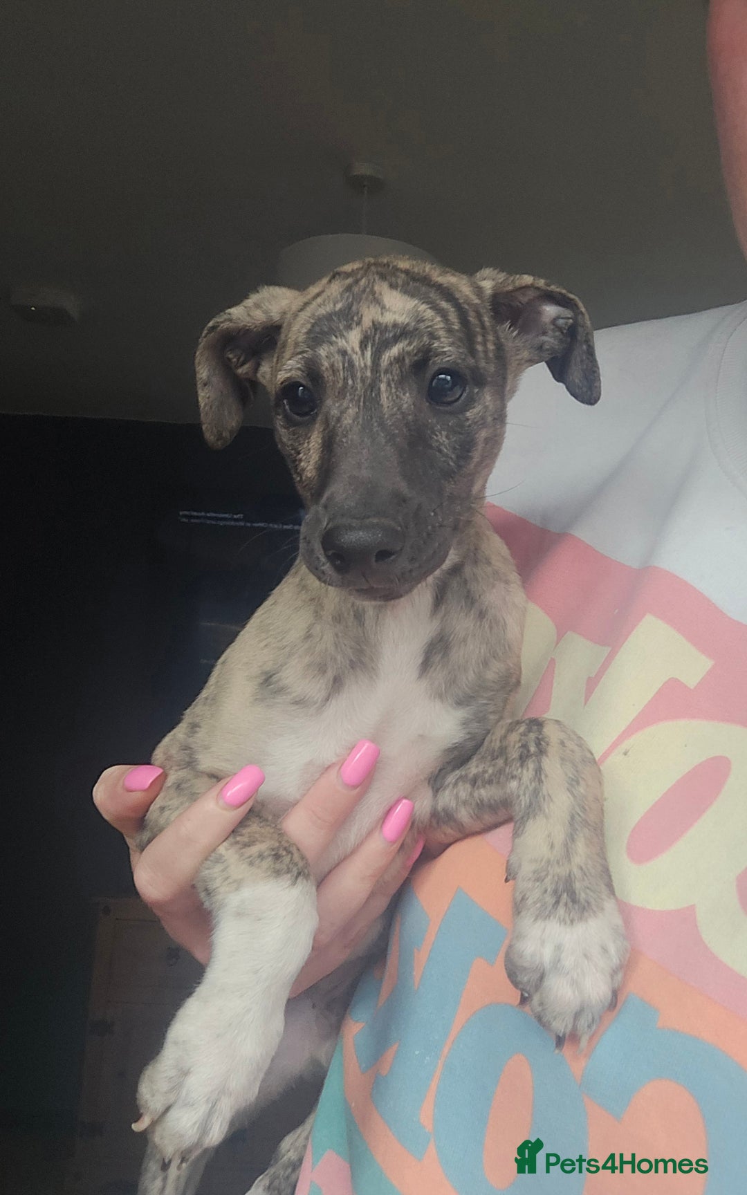 Whippet dogs for sale: ✅️ Ready to leave - KC whippets 🧡 - Image 1