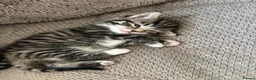 Domestic Shorthair cats for sale: Tabby’s for sale £100 - Advert 9