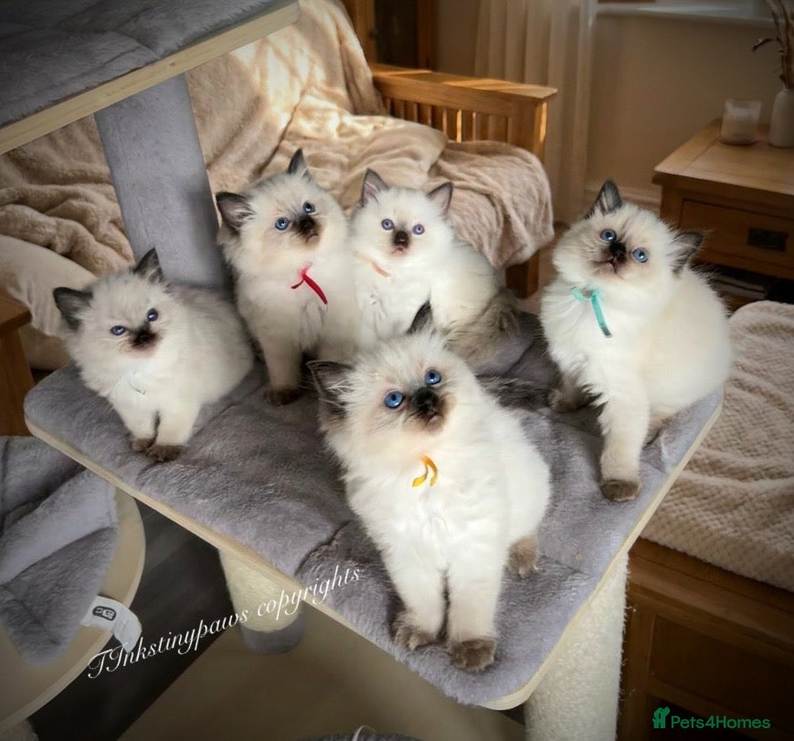 Ragdoll cats RAGDOLL Kittens  - Advert 1