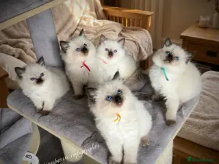 Ragdoll cats RAGDOLL Kittens - Advert 1