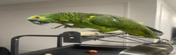 Parrots birds for sale: African Grey Congo & Amazons blue -for Sale - Advert 9