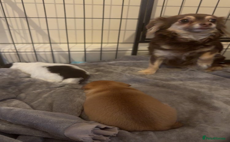 Chihuahua dogs - Advert 1