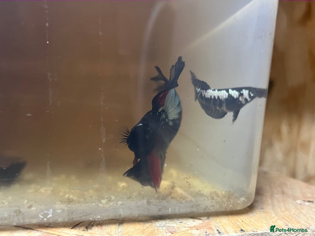 Bettas fish for sale: Betta fish for sale  - Image 11
