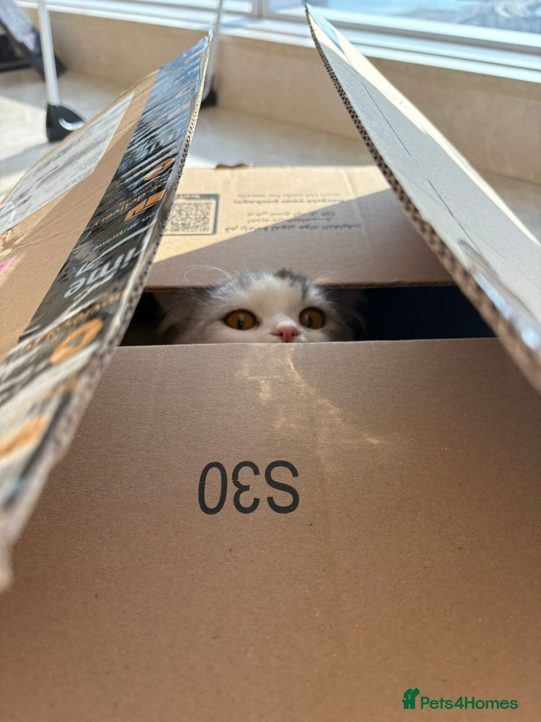 Mixed Breed cats for adoption: SKY MIX PERSIAN AMAZING LOOKING & FRIENDLY NEUTER - Advert 8