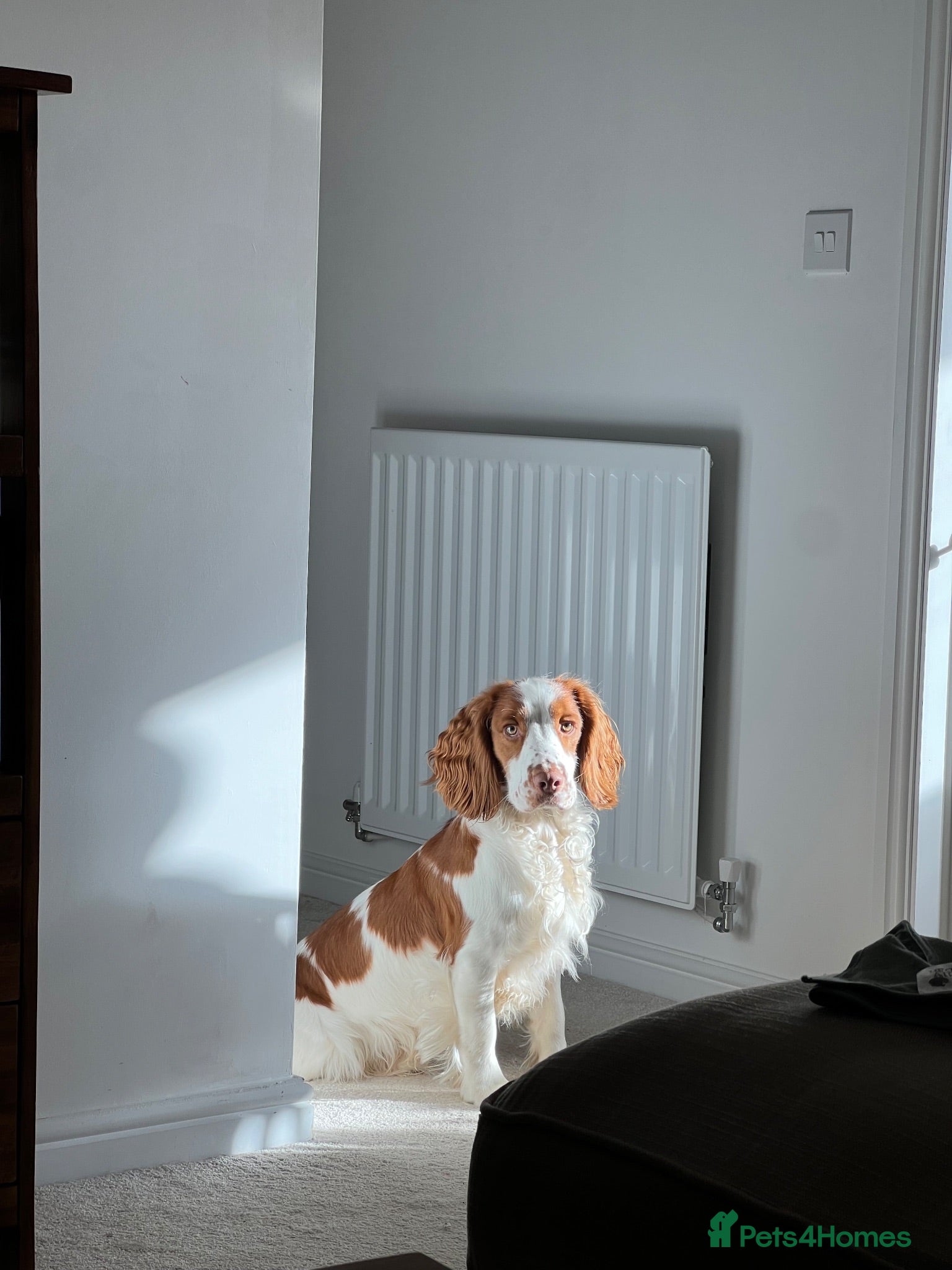 Cocker Spaniel dogs Henry - Loving family dog - Advert 18