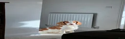 Cocker Spaniel dogs for sale: Henry - Loving family dog - Advert 1