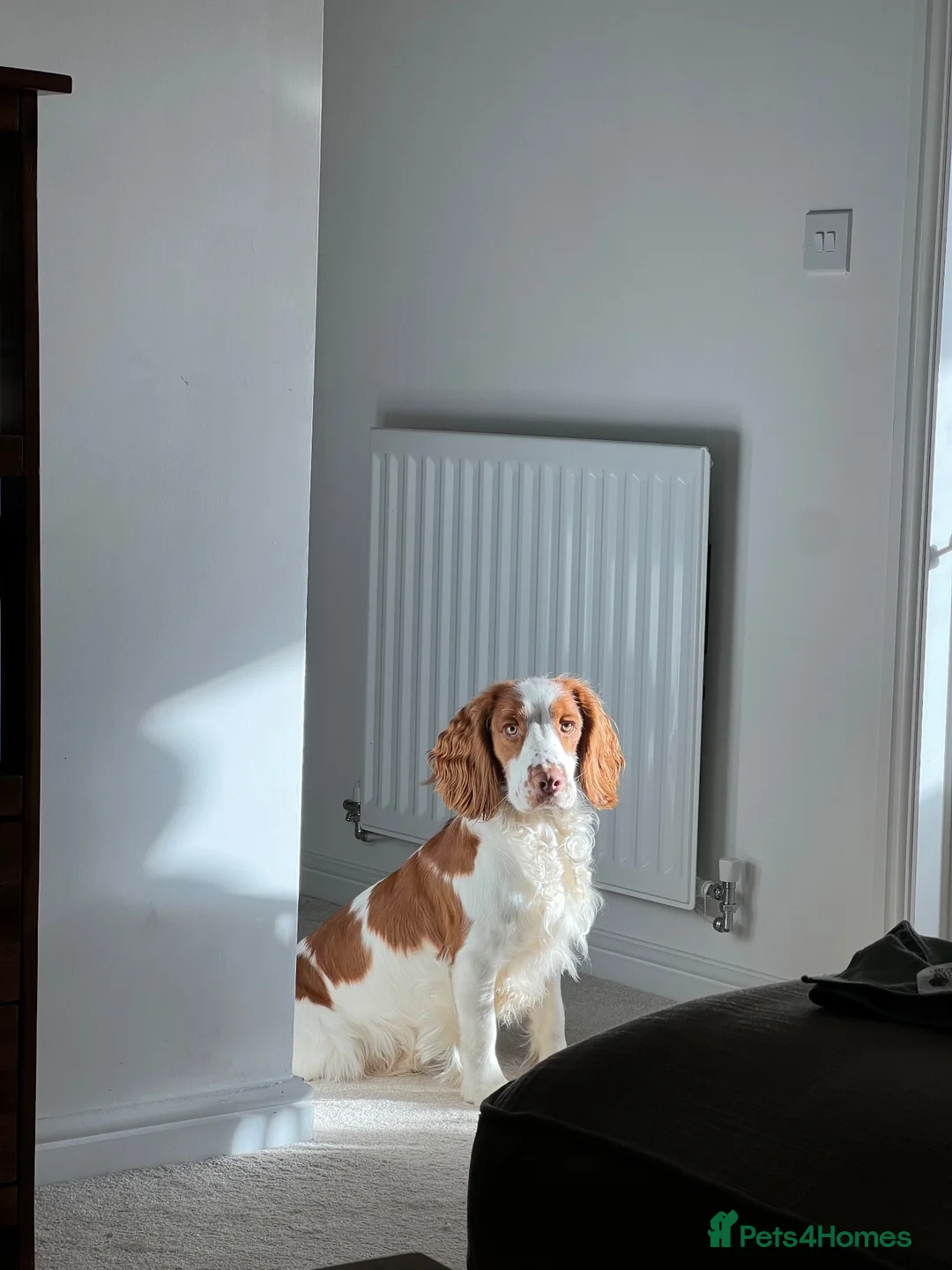 Cocker Spaniel dogs for sale: Henry - Loving family dog - Advert 1