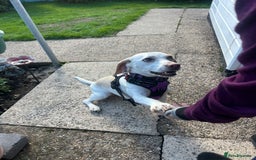 Beagle dogs for sale: Lemon beagle  - Image 3
