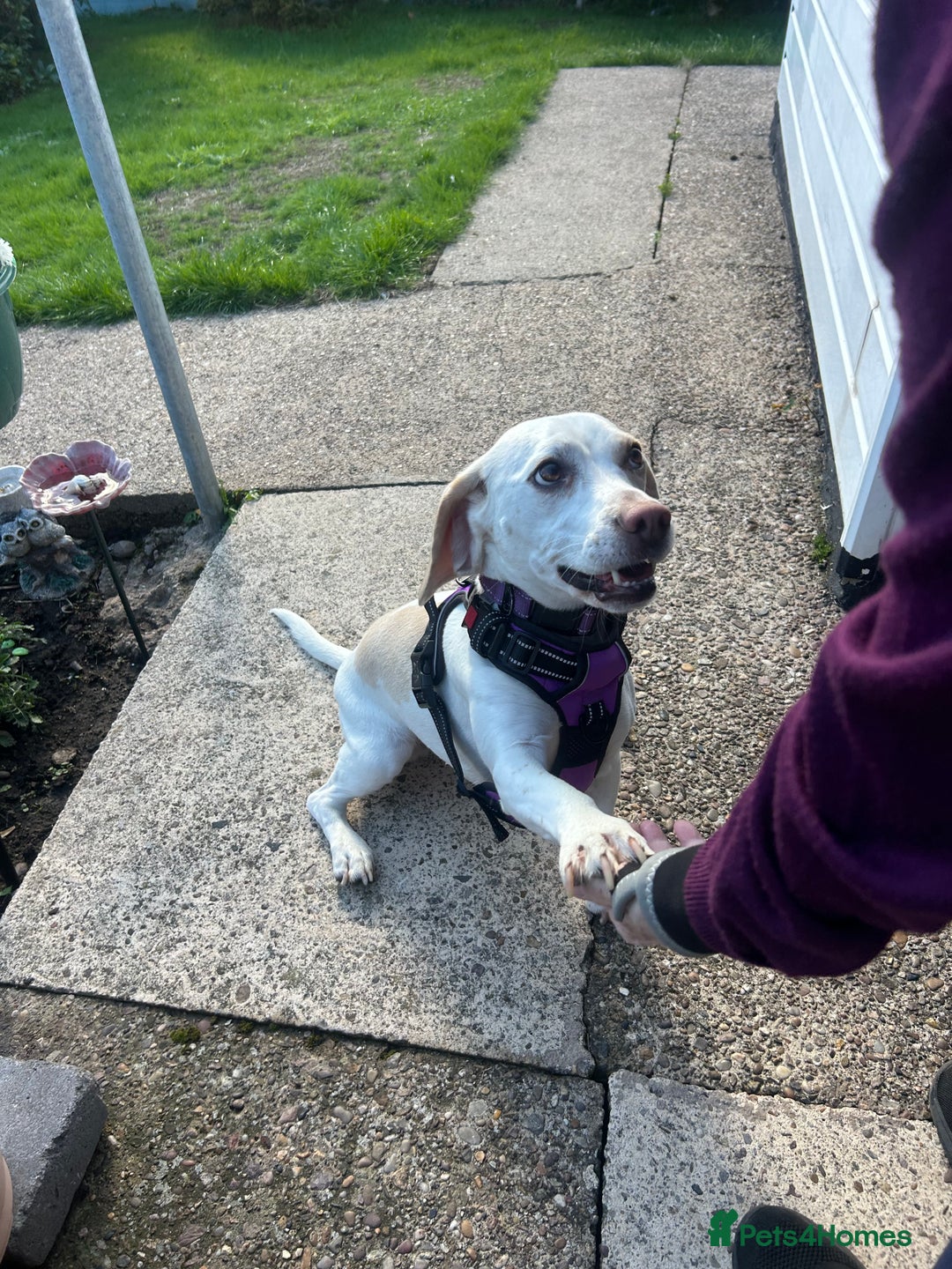 Beagle dogs for sale: Lemon beagle  - Image 3