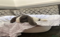Mini Lop rabbits for sale: Mini lop kits  - Image 5