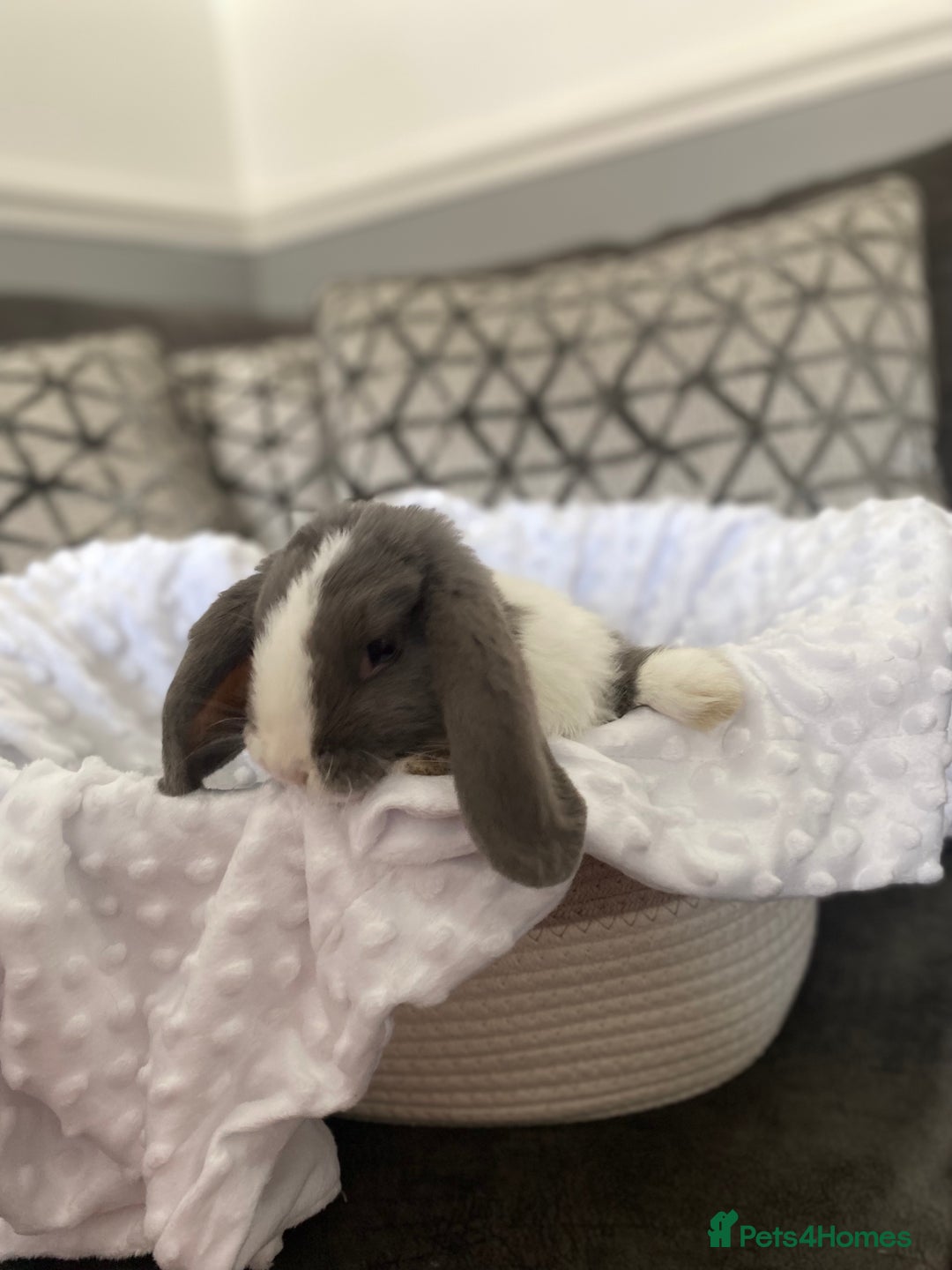 Mini Lop rabbits for sale: Mini lop kits  - Image 5