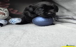 Labrador Retriever dogs for sale: Chunky cute lab pups for sale - Image 12