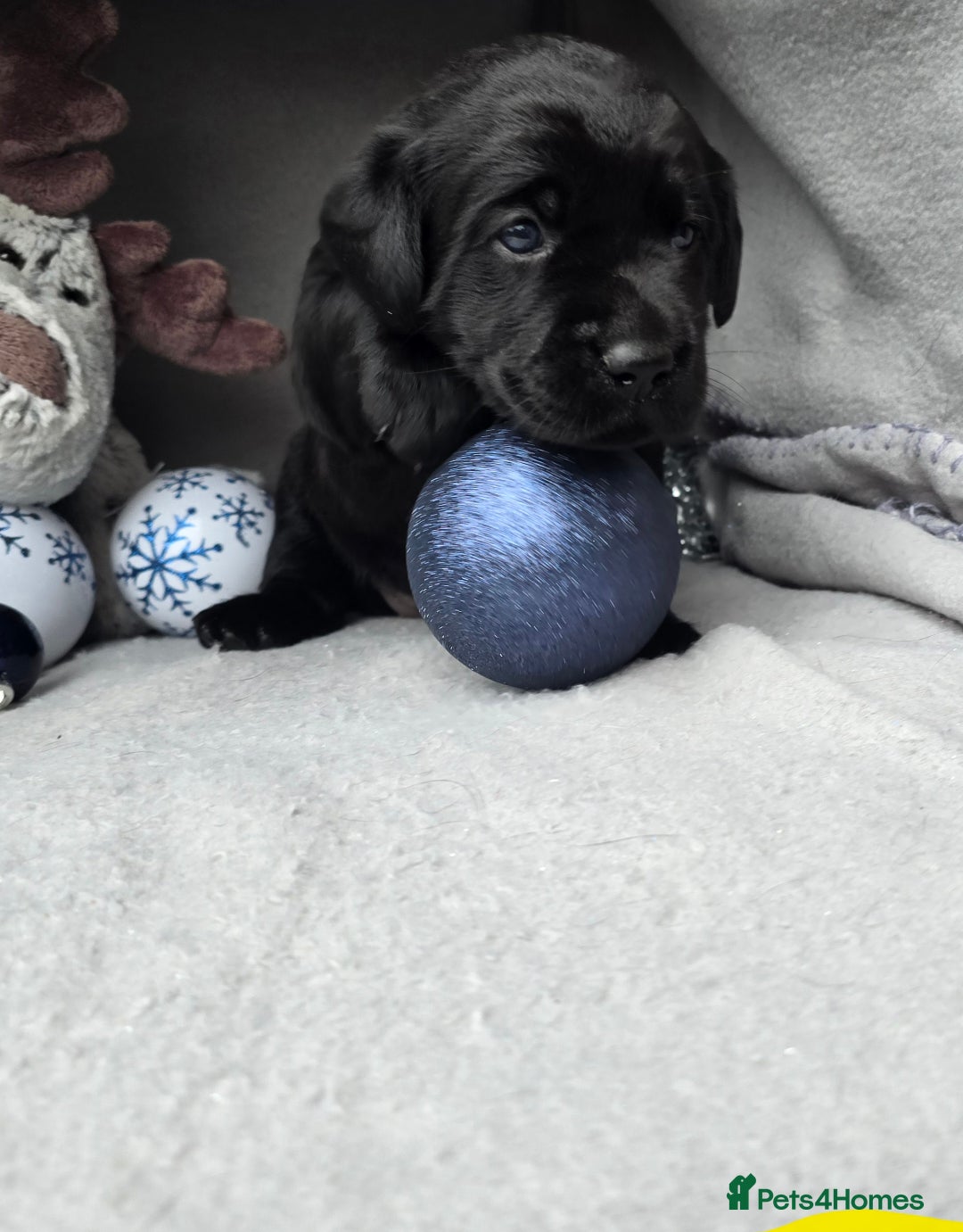 Labrador Retriever dogs for sale: Chunky cute lab pups for sale - Image 12