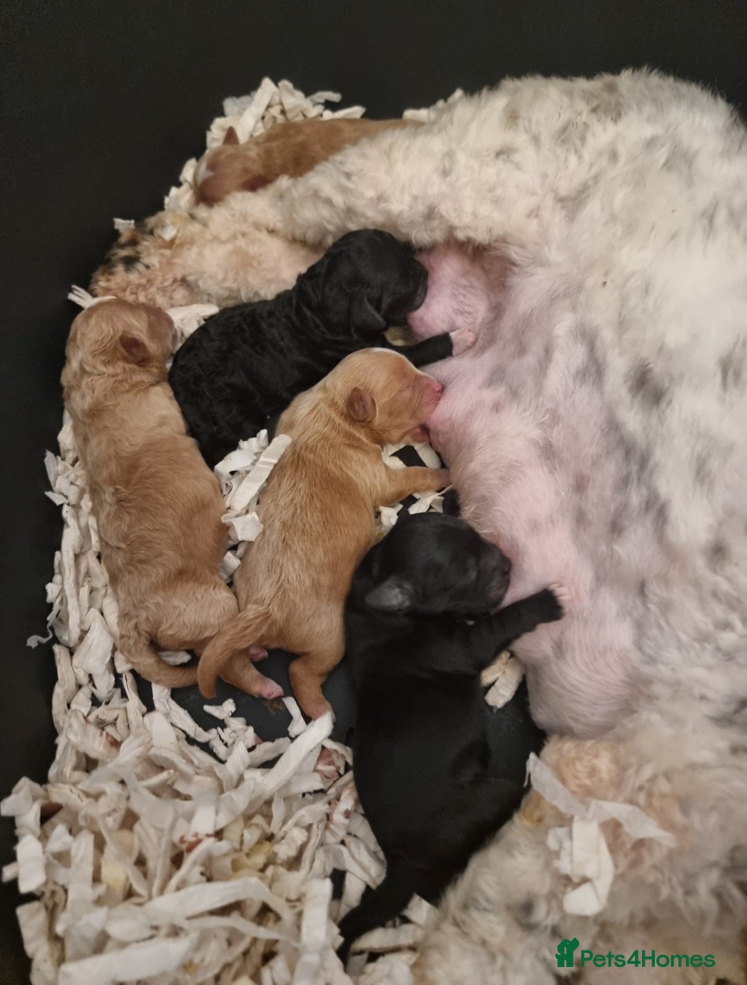 Shihpoo dogs for sale: Adorable best friend Shihpoo pups Fully Vaccinated - Advert 40