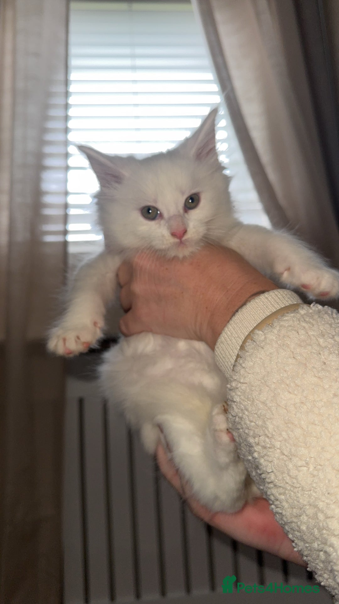 Maine Coon cats for sale: Maincoone kittens  - Advert 4