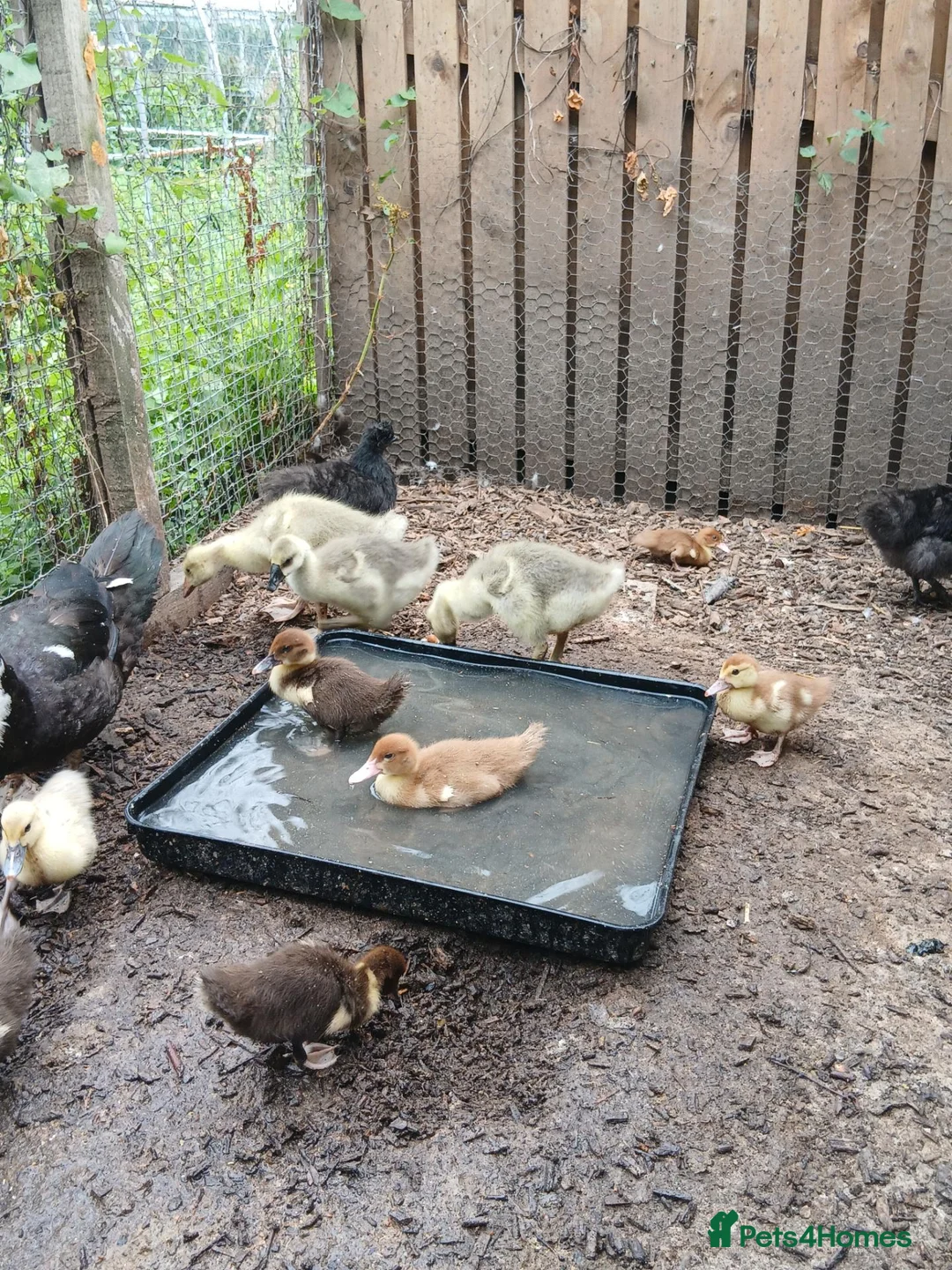 Ducks poultry for sale: Breeding pair of muscovies they are 2 years old  - Advert 2