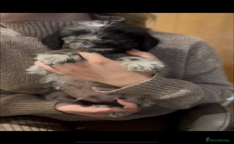 Cockapoo dogs - Advert 8